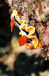 Sipadan_2015_Doris magnifique_Chromodoris magnifica_IMG_2921_rc